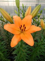 [5087 Hyde Park No01.JPG]